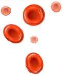 Red Blood Cells